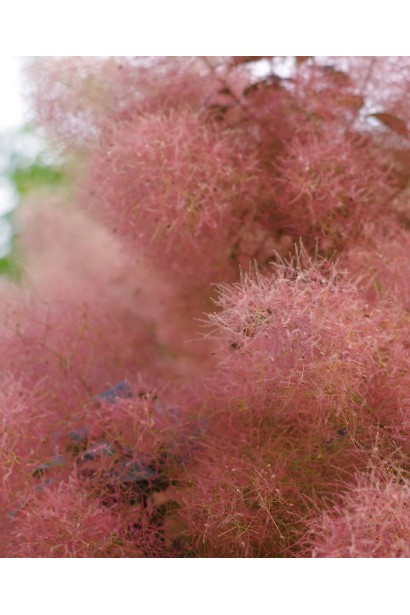 Використання у ландшафтному дизайні Скумпії Меджік Торч 